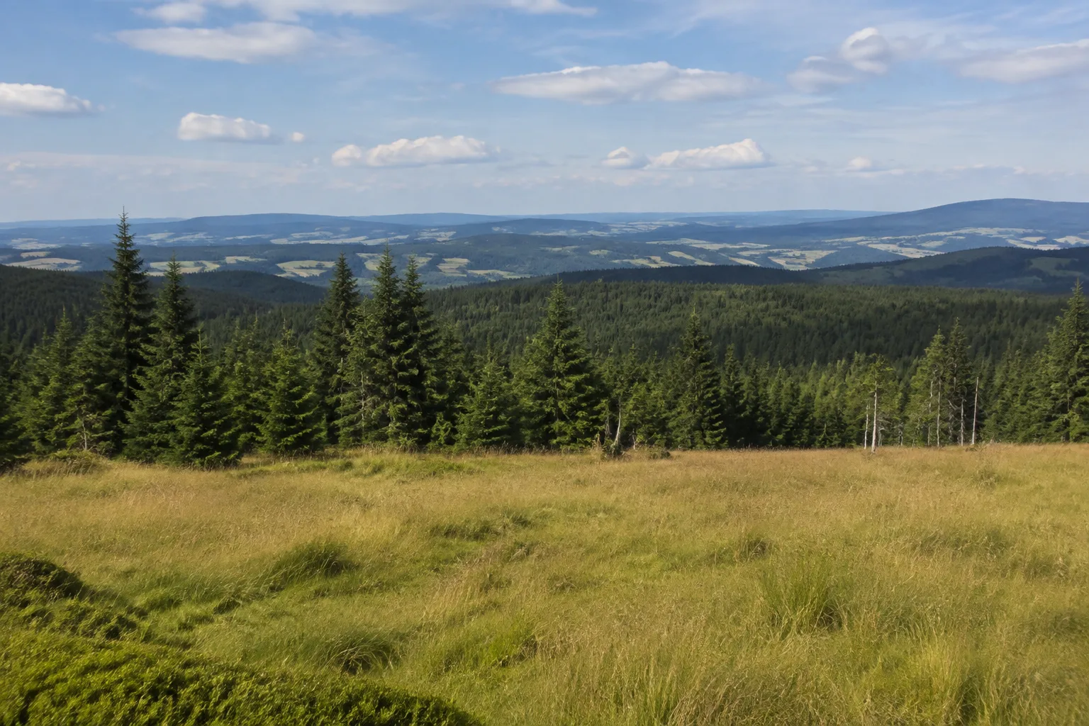 Aschberg: offene Aussichtshöhe mit Wiesen und Fichtenwald