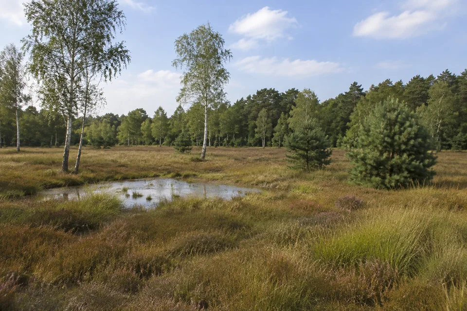 Schnakenmoor am Rand: Offene moorige Heidefläche mit Pfeifengras, Birken und einzelnen niedrigen Kiefern