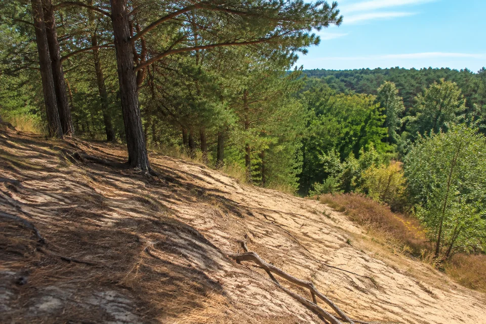 Nördlicher Sandwald: Sanfte bewaldete Binnendüne mit Kiefernwurzeln und trockenem hellem Sand im Holmer Raum