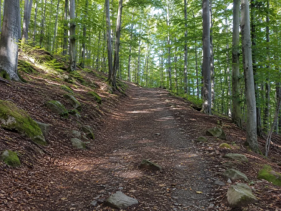 Eisenbergwald im Knüll: Breiter ansteigender Weg im dichten Buchenmischwald mit einzelnen Basaltsteinen