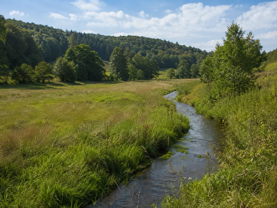 Wiesental bei Hülsa: Kleiner Bach in feuchter grüner Talwiese zwischen niedrigen Waldhügeln