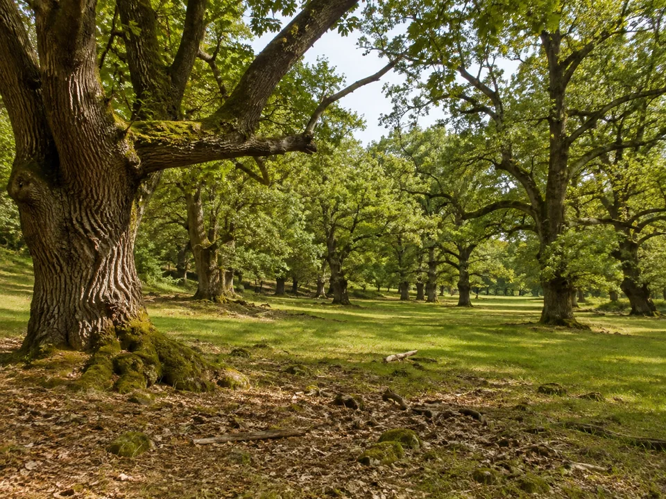 Rengshäuser Hutewald: Weit auseinanderstehende alte knorrige Eichen über grünem Gras und Laubstreu