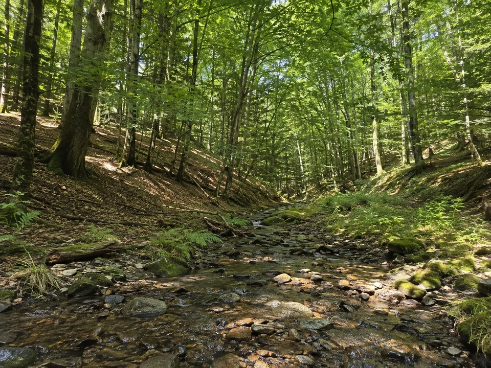 Lochbachlandschaft bei Wallenstein: Kleiner steiniger Bach unter schattigem Buchenwald in einem schmalen aber niedrigen Kerbtal