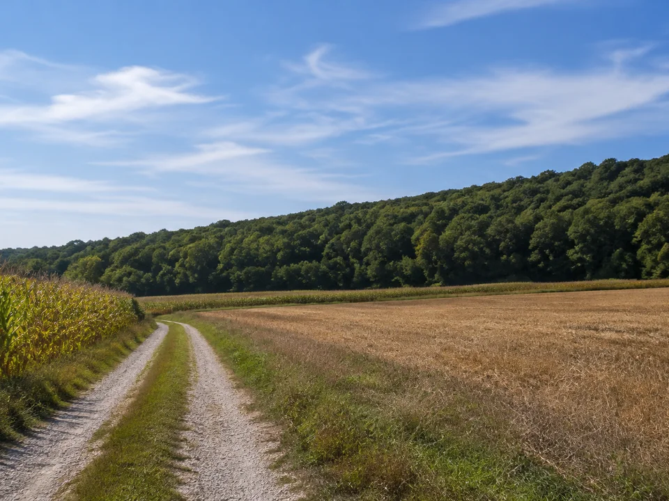 Bornumer Feldweg vor dem niedrigen dicht bewaldeten Elmrand, spätsommerliche Äcker