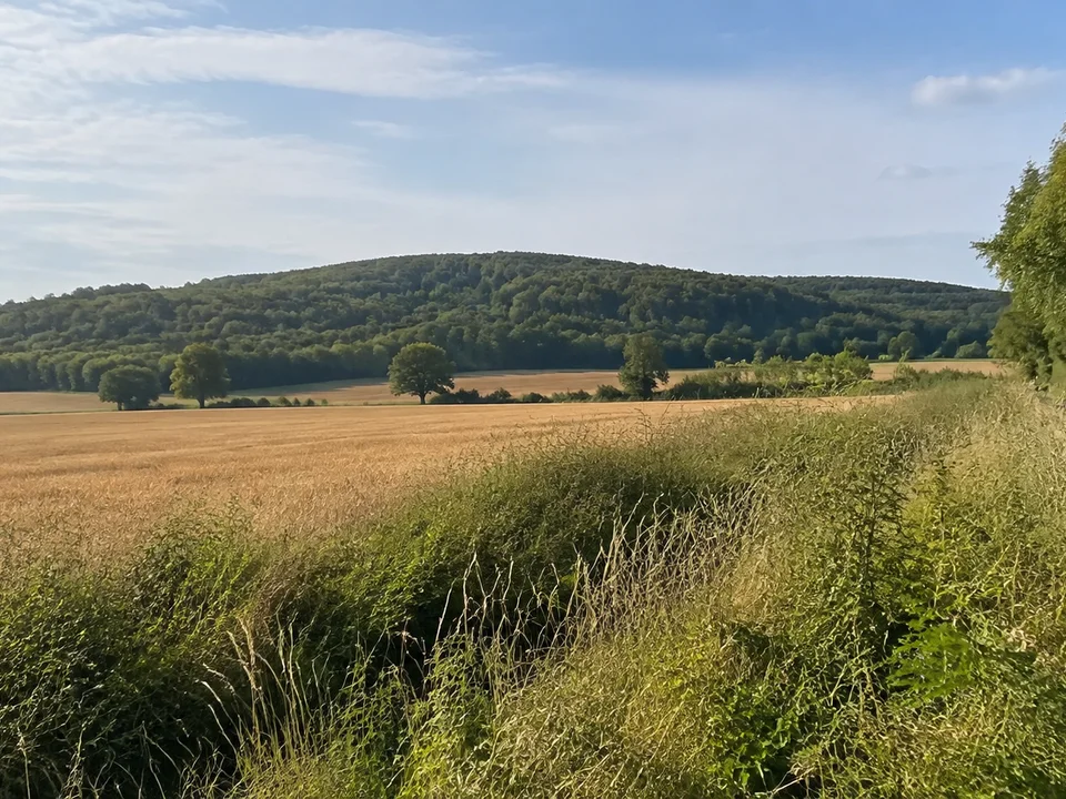 Dorfrand von Groß Steinum mit Feldern und bewaldetem Dorm, ohne erfundene markante Bauwerke