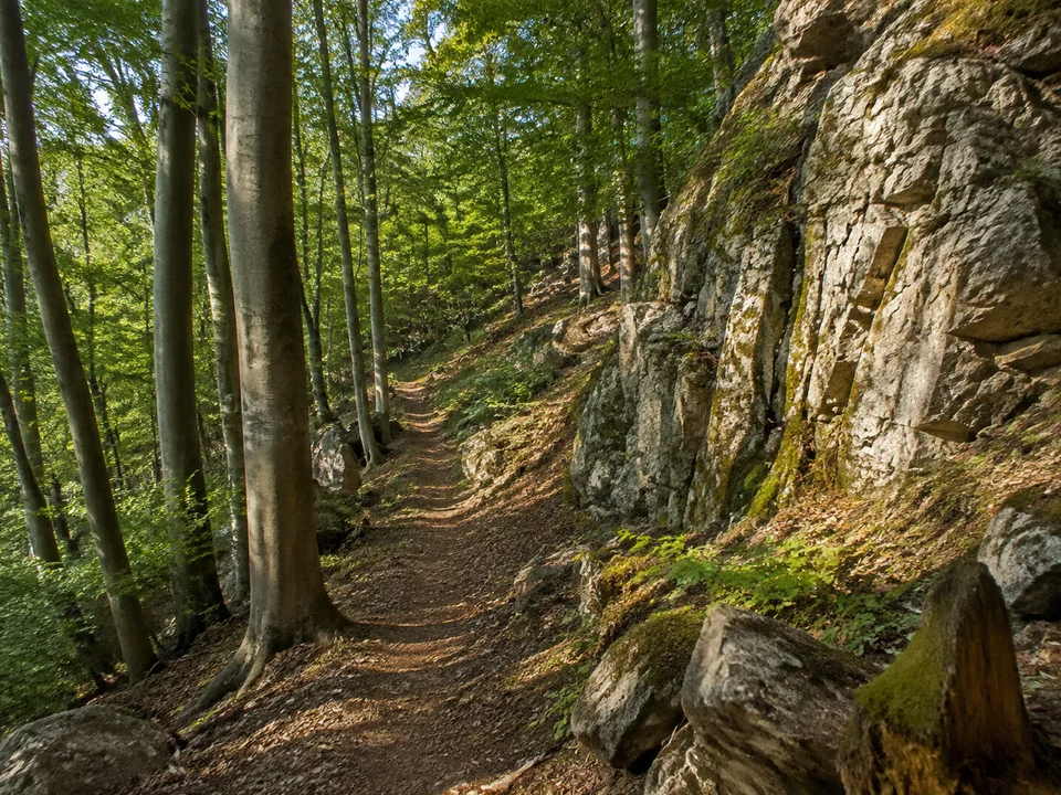 Falkensteiner Waldpfad: Schmaler erdiger Weg zwischen Buchen und hellen zerklüfteten Quarzitfelsen im hügeligen Wald