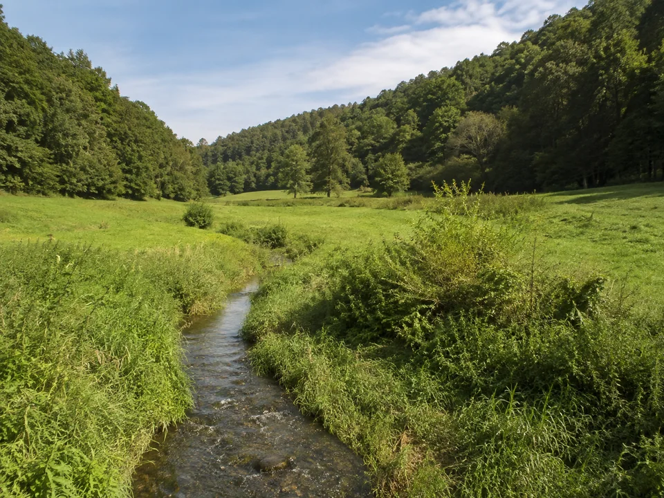 Schneidhainer Talwiesen: Grünes schmales Wiesental mit kleinem Bach und bewaldeten Hügeln an beiden Seiten