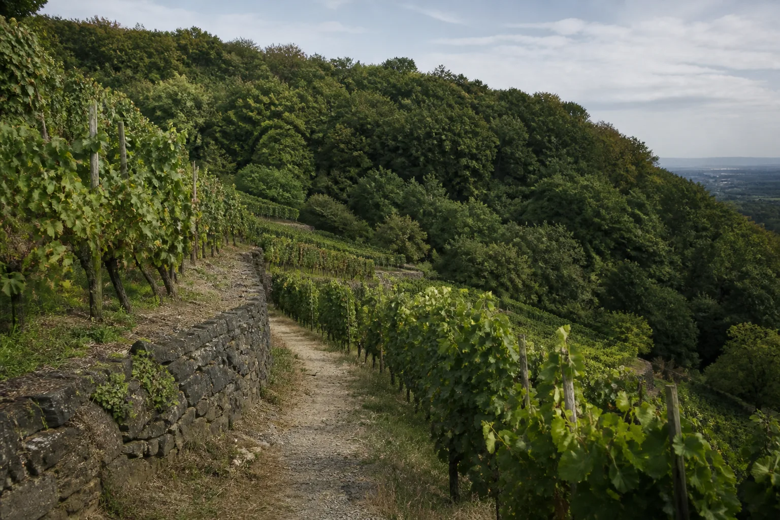 Schmaler Weg zwischen Weinbergterrassen und Wald bei Oberdollendorf