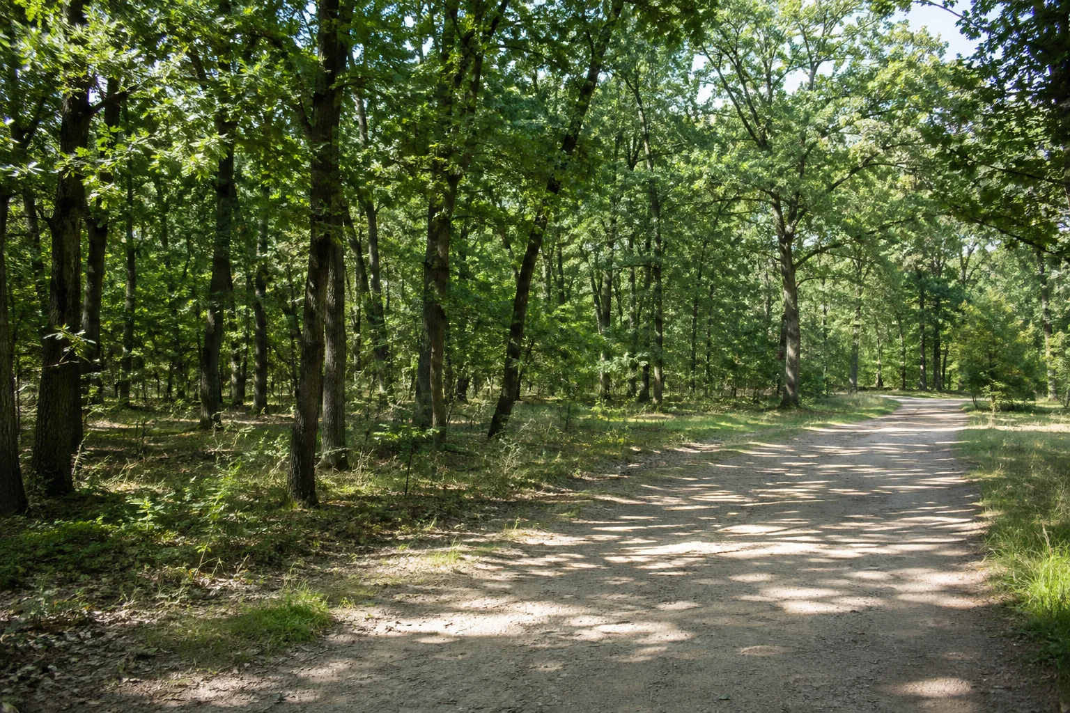 Flacher Eichenmischwald mit breiten Wegen.