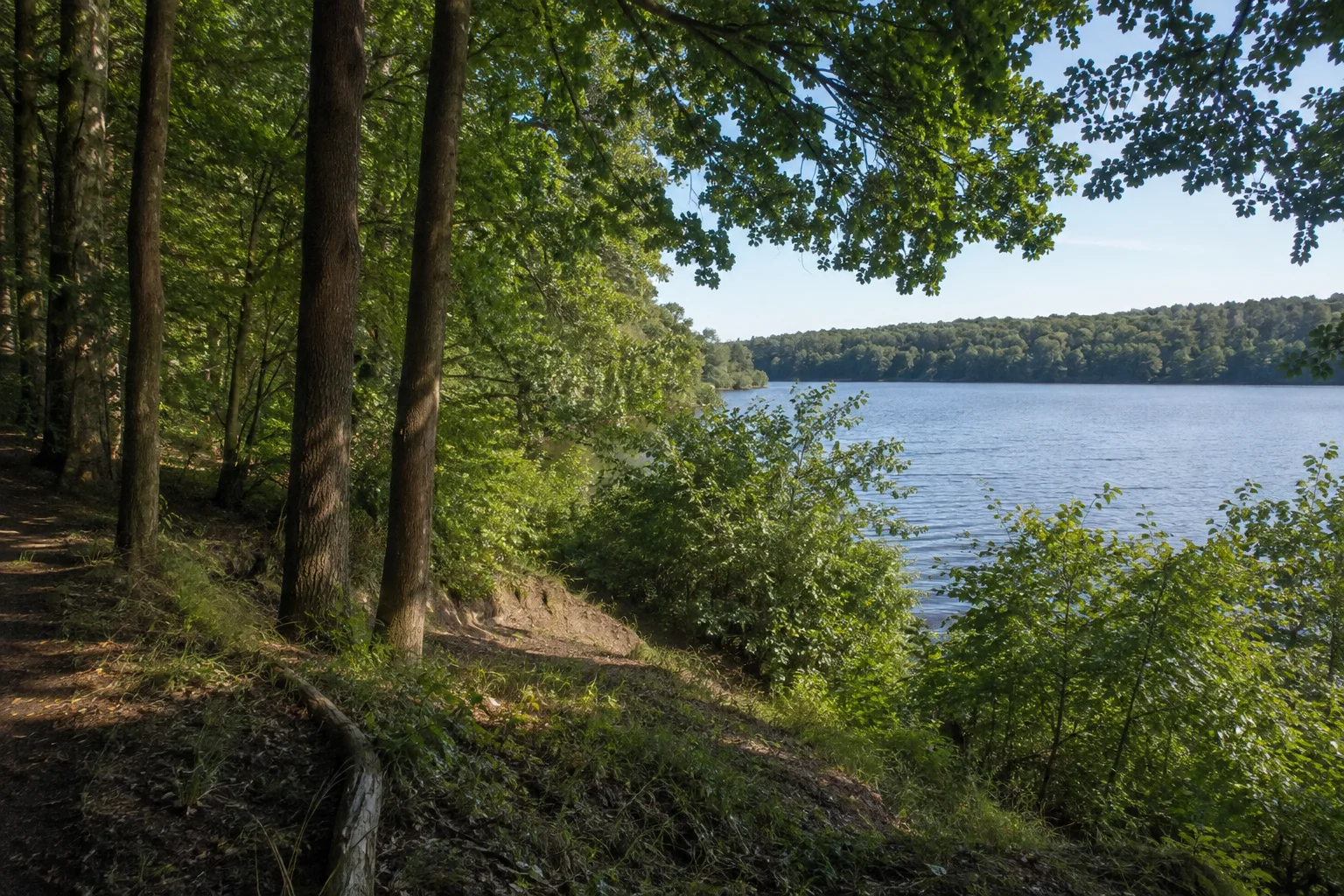Waldkante über dem Langen See.