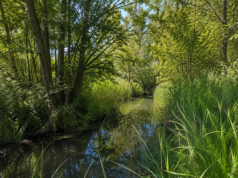 Dingelsdorfer Ried: Kleines bewaldetes Feuchtgebiet mit grünem Schilf und einer stillen schmalen Wasserfläche zwischen Erlen