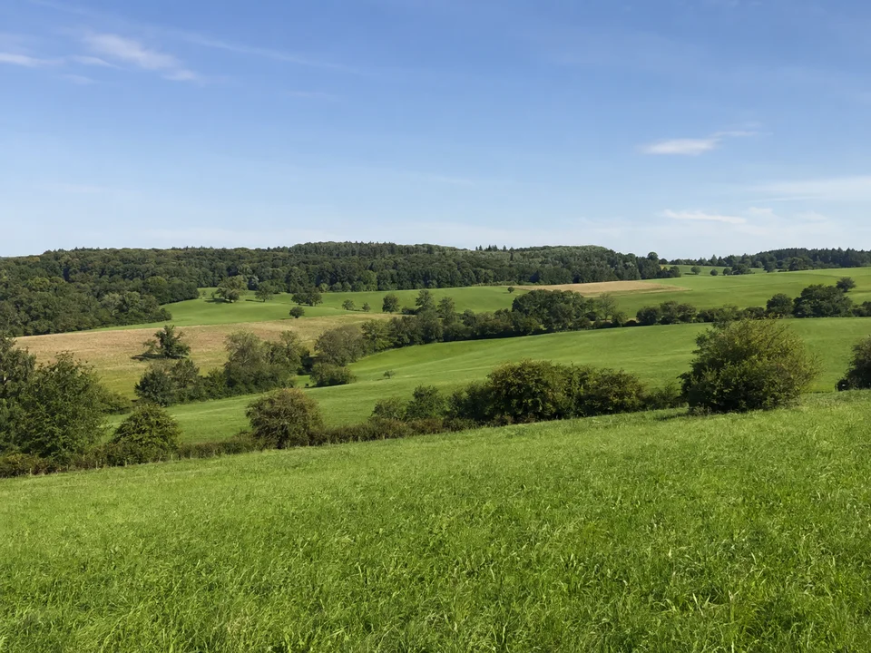 Dettinger Feldlandschaft: Leicht hügelige grüne Wiesen und Ackerflächen mit Feldhecken und sommerlichem Mischwald am Horizont