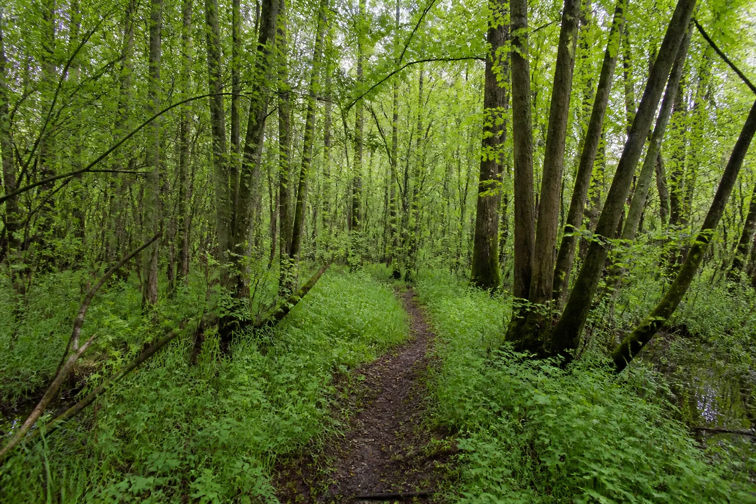 Raderbroicher Busch beim Wandern in Korschenbroich