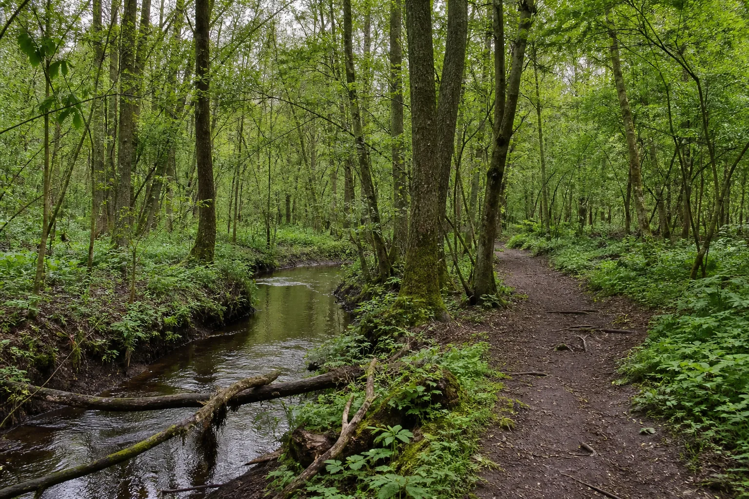 Hoppbruch und Trietbach beim Wandern in Korschenbroich