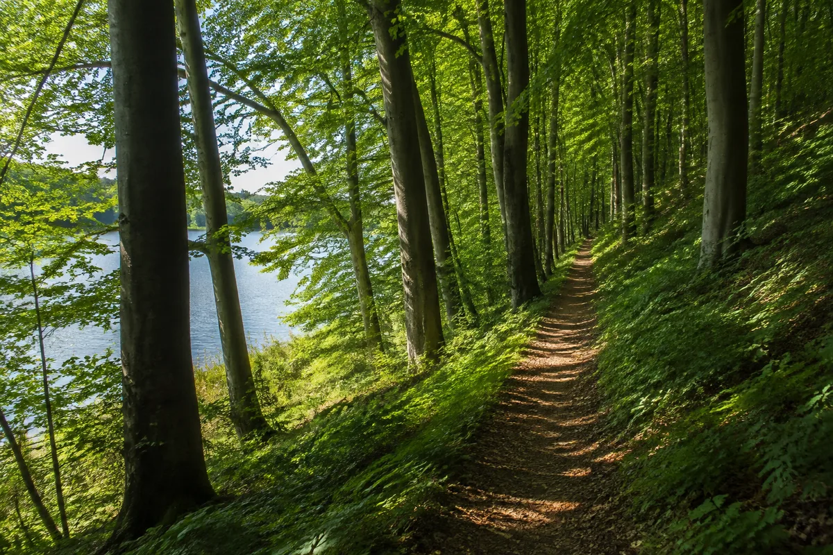 Schmaler Waldweg am Krakower See bei Möllen zwischen Buchen