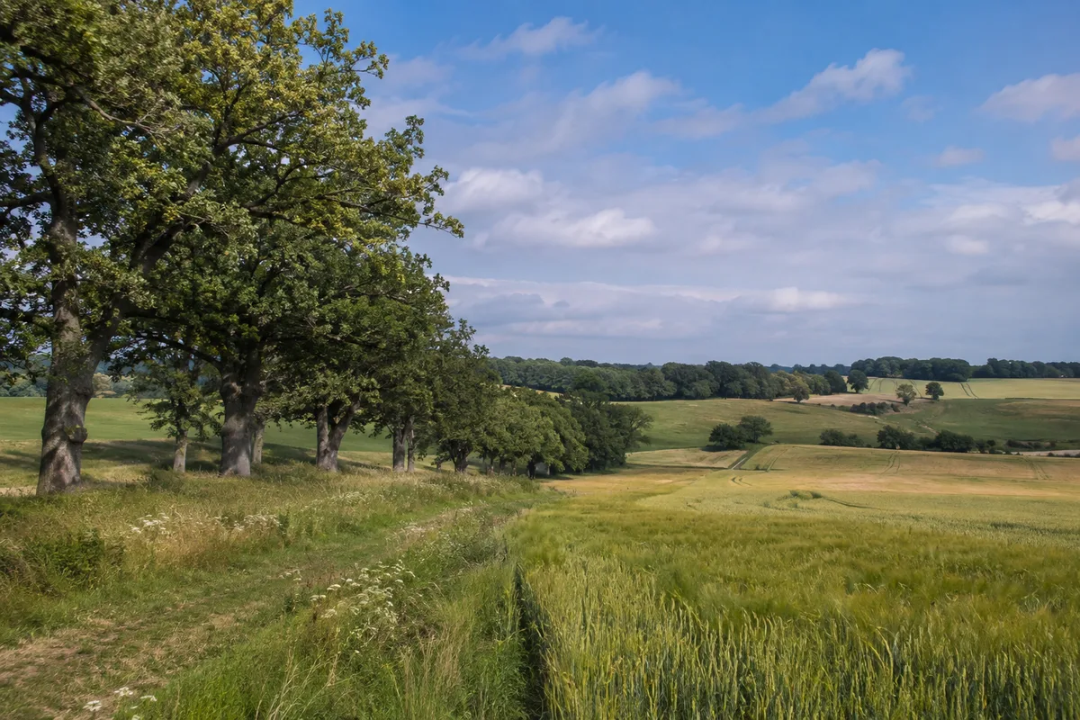 Felder und alte Baumreihen bei Bellin in leicht hügeliger Landschaft