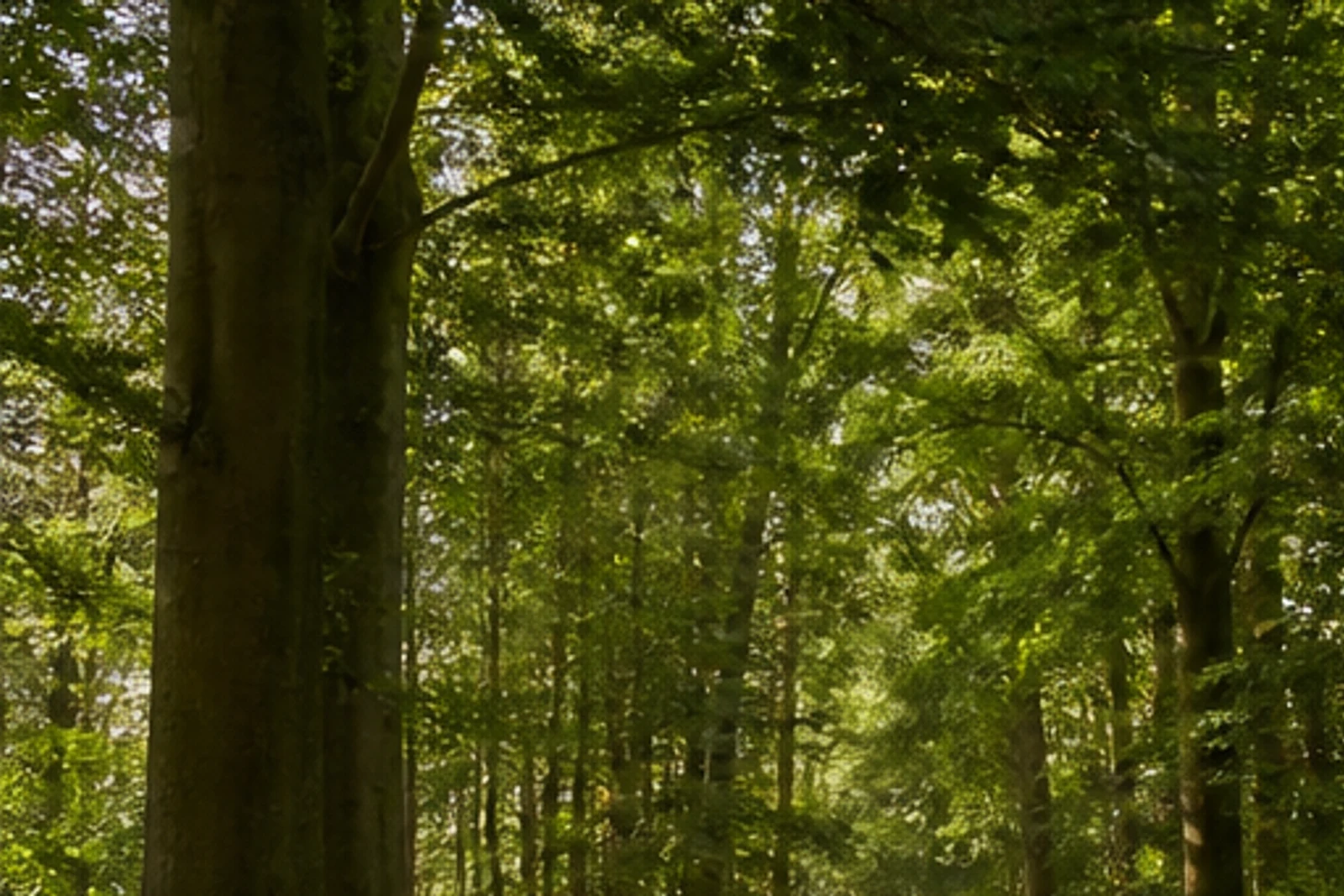 Kranenburg: Breiter Buchenwaldweg im Reichswald bei Kranenburg