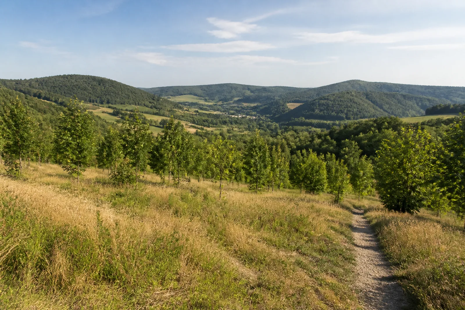 Weg durch Haubergslandschaft bei Kreuztal