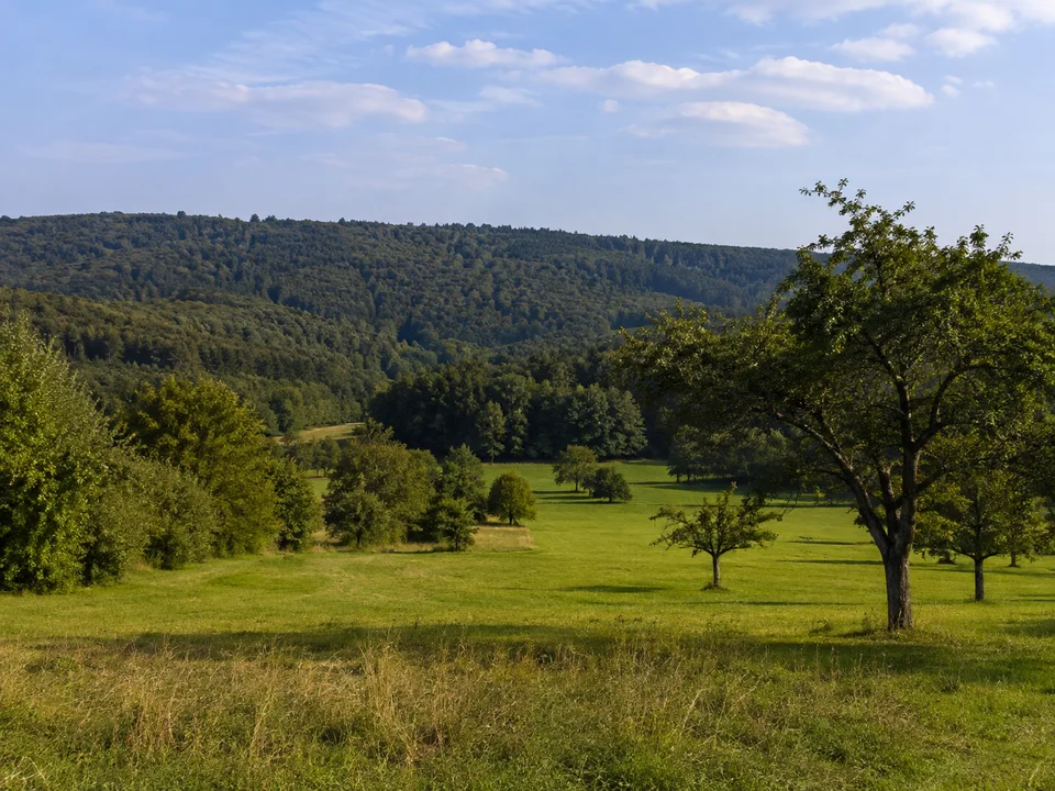 Oberhöchstädter Wiesen: Sanfte grüne Wiesen mit alten Obstbäumen und dunklem Taunuswald auf dem nahen Horizont
