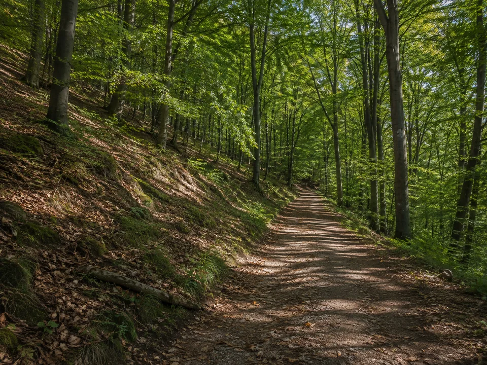 Kyffhäuserwald: Gewundener breiter Waldweg unter hohen Buchen auf mäßig geneigtem Mittelgebirgshang