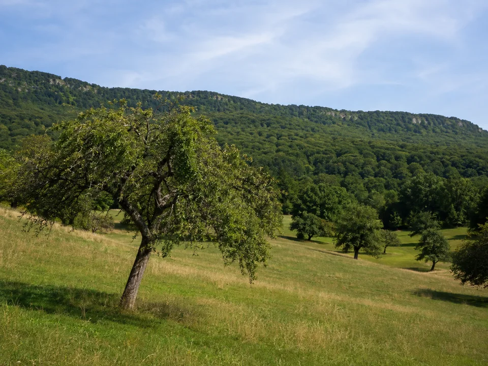 Obstwiesen bei Tilleda: Alte Obstbäume auf sanftem Hang unter einem niedrigen bewaldeten Bergrücken, keine erfundenen Monumente