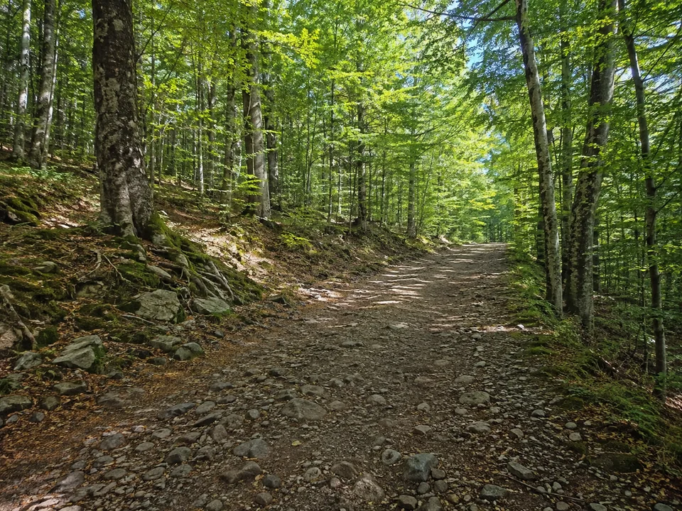 Buchenhöhen am Kyffhäuserweg: Breiter ansteigender Weg im sommerlichen Buchenwald mit leicht felsigem Boden