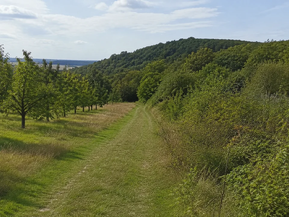 Südlicher Waldrand: Grüner Weg am Übergang von Obstwiesen zu niedrigem bewaldetem Höhenzug