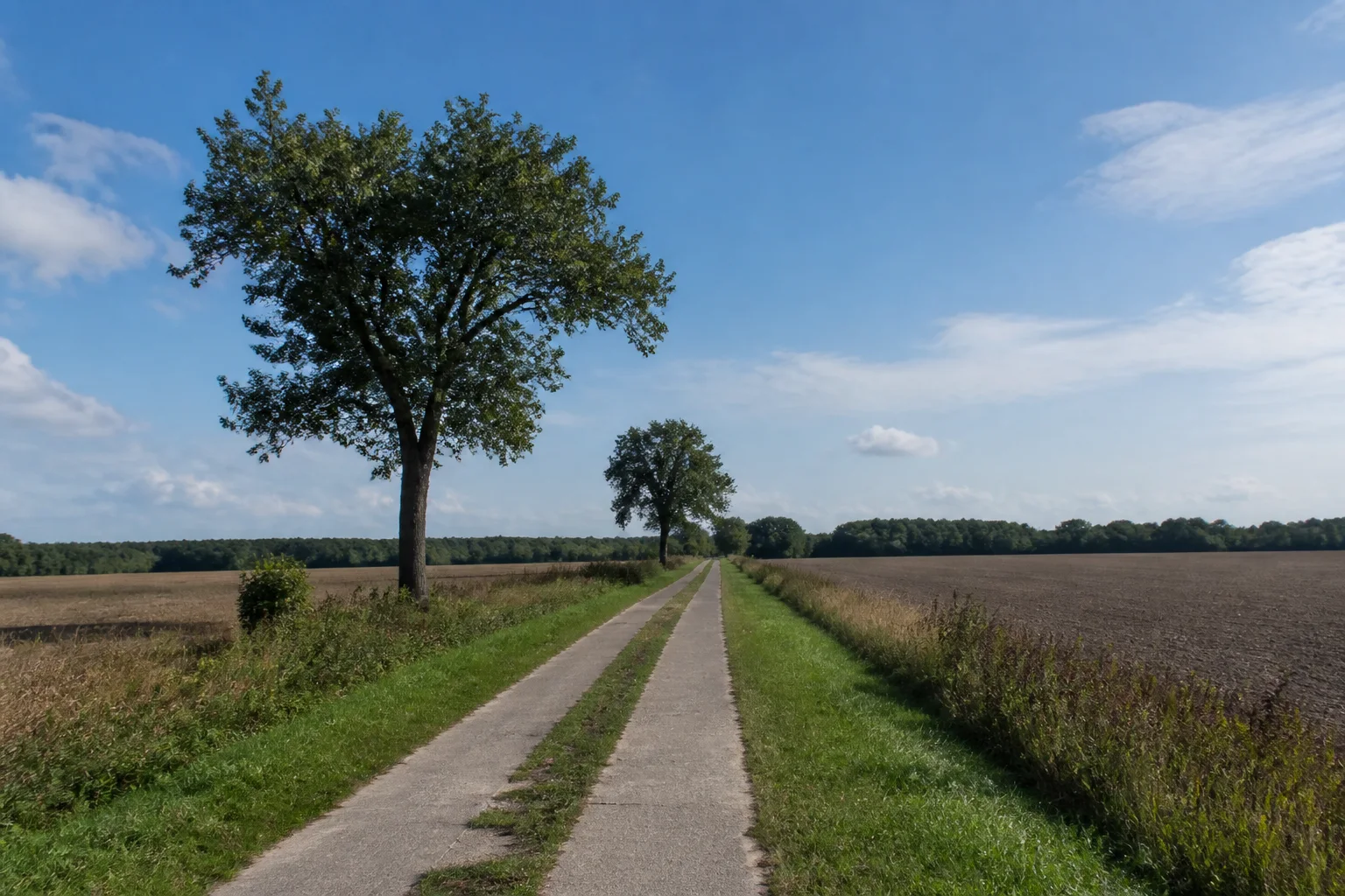 Rehfelder Felder: gerader ländlicher Weg zwischen märkischen Äckern und einzelnen alten Bäumen