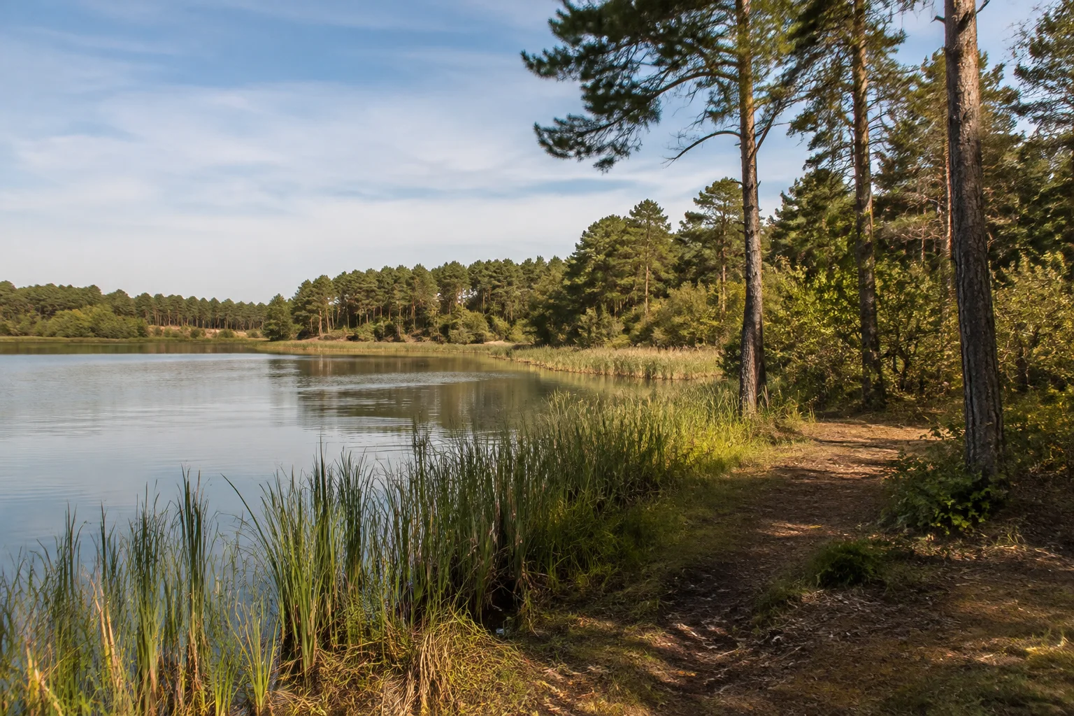 Kyritz: Kyritzer Seenland: mäßig breiter ruhiger See mit Schilf und flachem Kiefernwaldufer