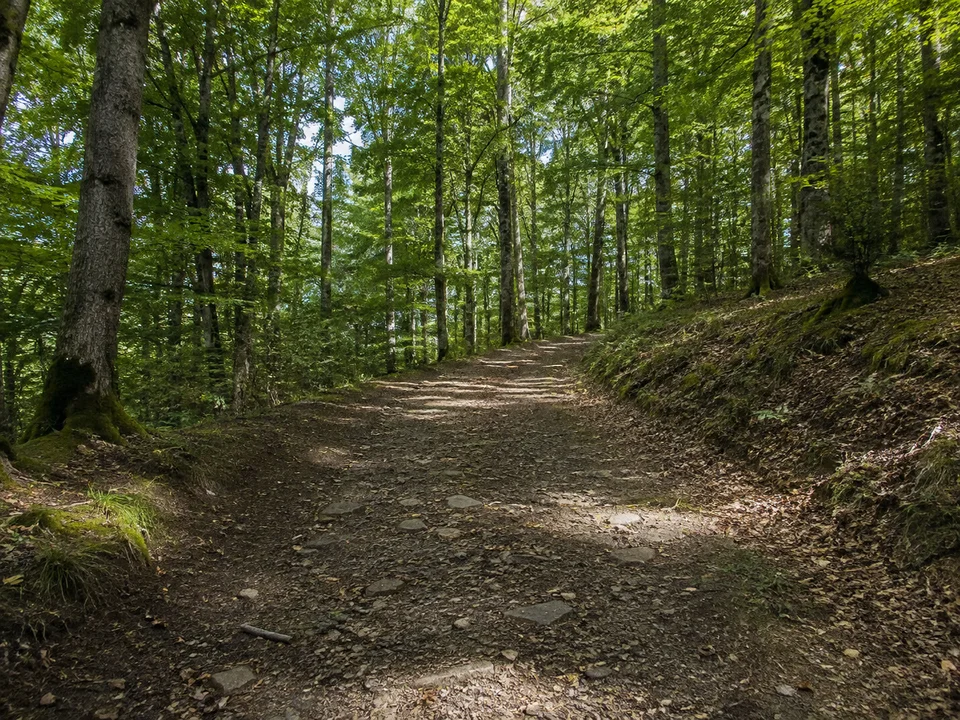 Wald bei Bad Endbach: Breiter leicht ansteigender Weg zwischen Buchen und Eichen mit einzelnen Schiefersteinen