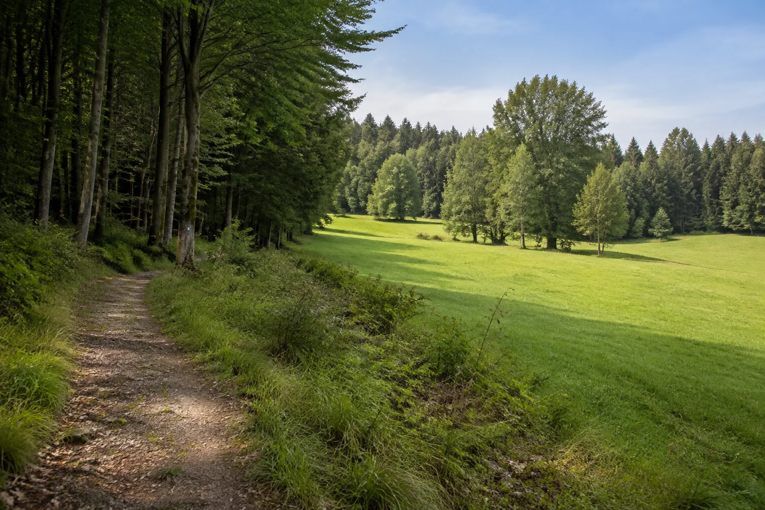 Lambacher Rodungsinsel: Wiesenlichtung mit Waldweg und dunklem Fichten-Buchen-Waldrand, ohne Gipfelinszenierung.