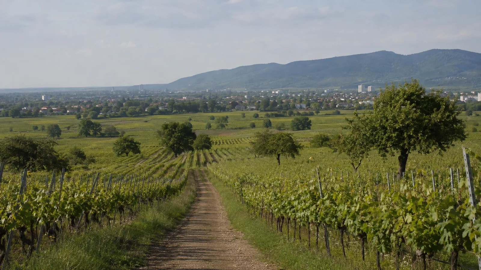 Trifelsland westlich von Landau: bewaldete Burgenberge
