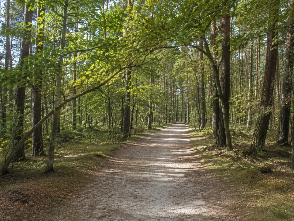 Langeoog: Ebener Weg durch lichten Laub- und Nadelwald hinter den Dünen, sandiger Boden und weiches Licht