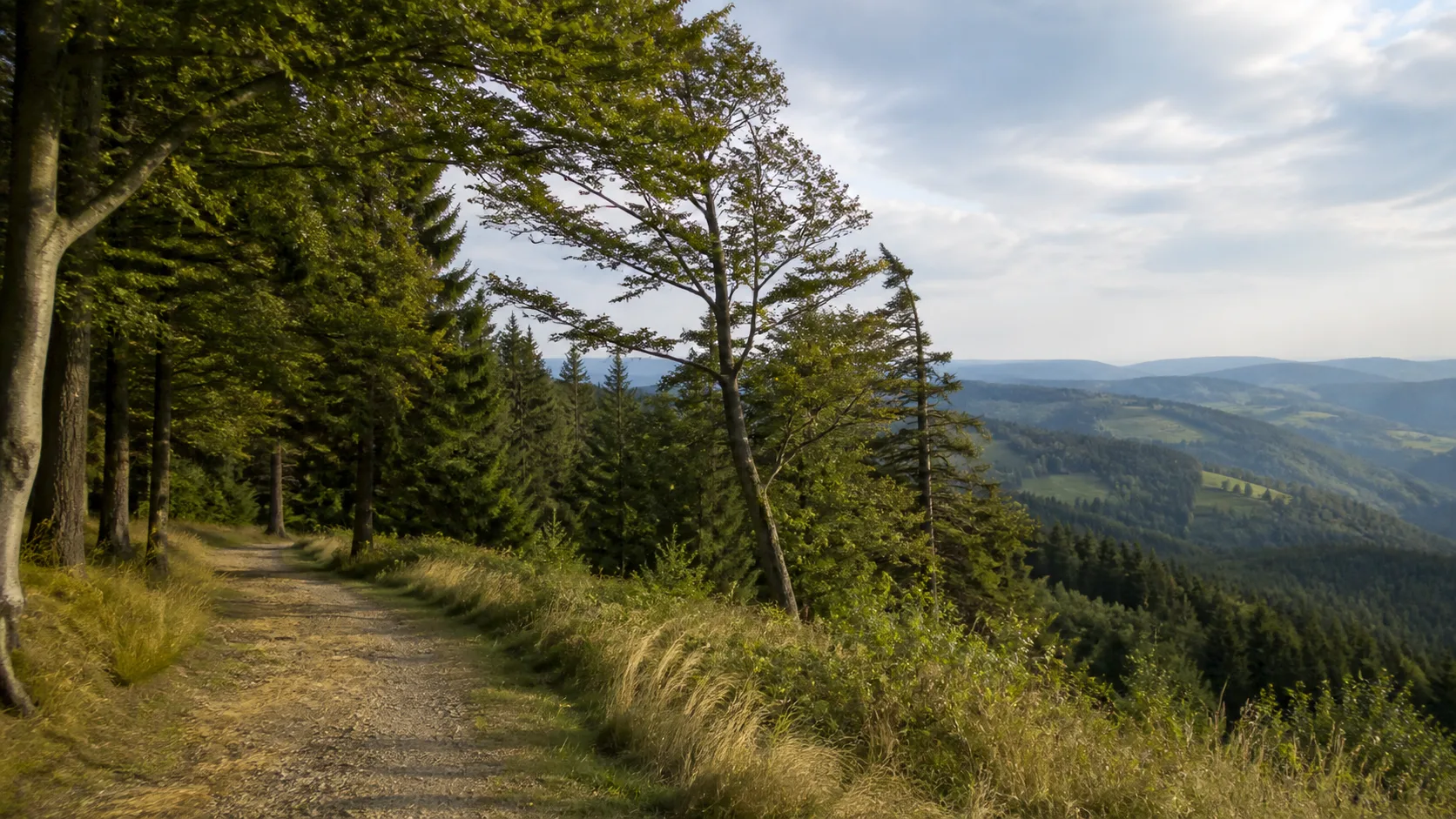 Rothaarwald oberhalb von Latrop