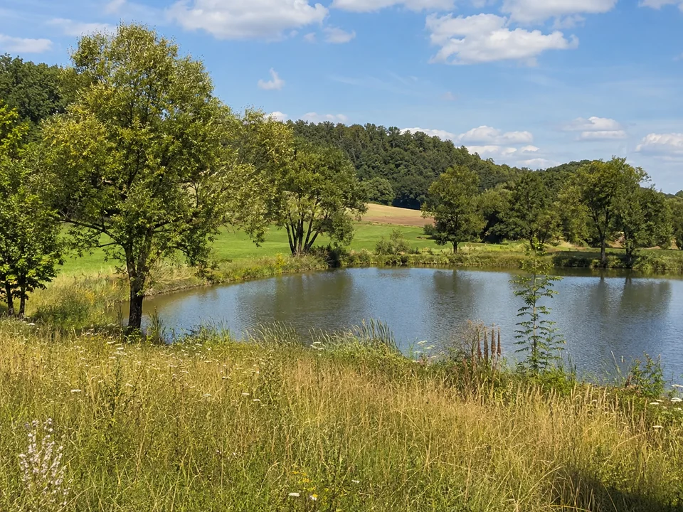 Teichlandschaft Simonshofen: Kleiner fränkischer Dorfweiher bei Simonshofen mit Wiesenrand, einzelnen Weiden und bewaldeten flachen Hügeln.