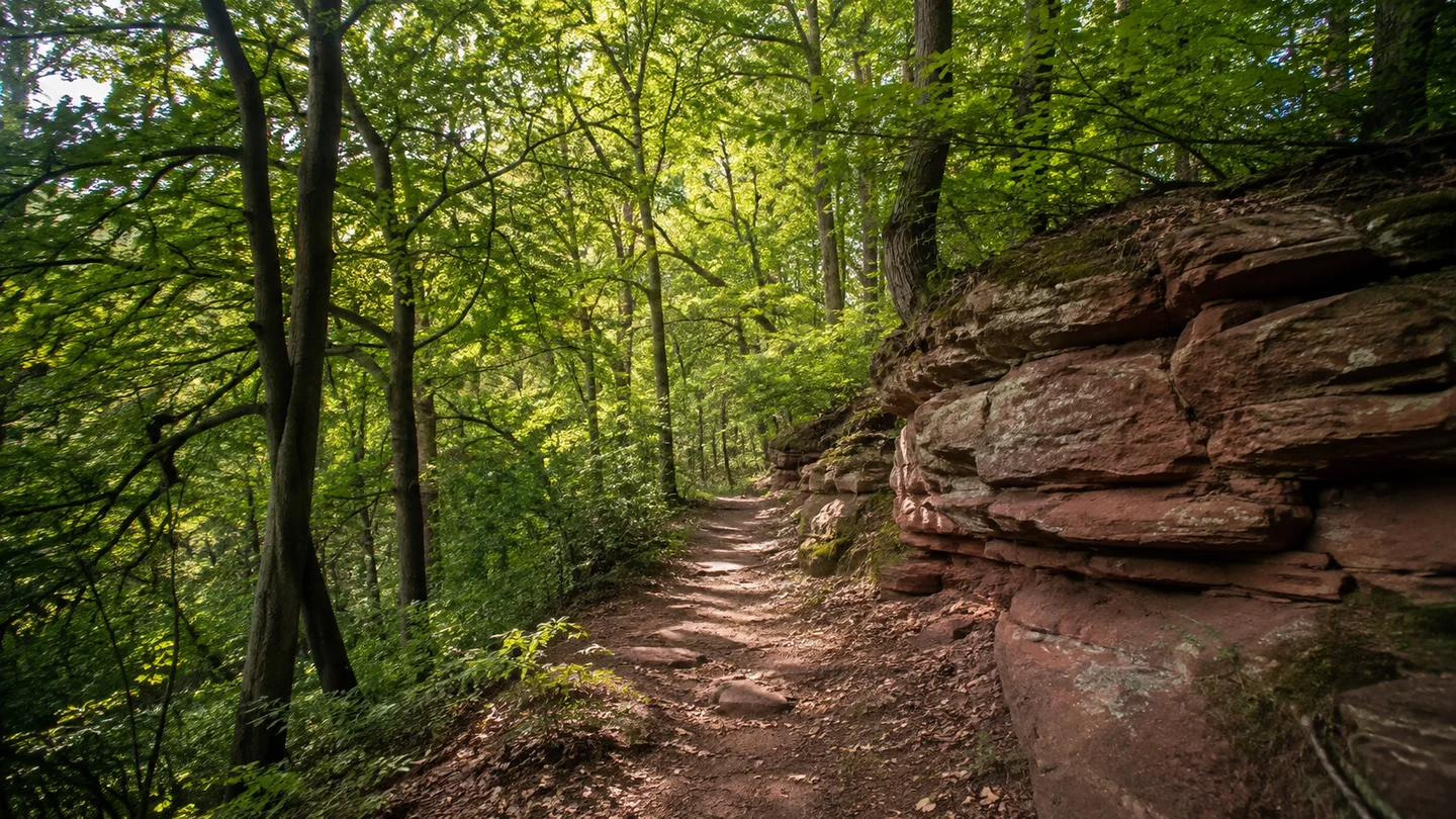 Lauf an der Pegnitz: Lauf Bahnhof rechts der Pegnitz: Wald am Bitterbach: Sandsteiniger Waldpfad oberhalb des Bitterbachs bei Lauf, dichtes Laubdach und niedrige rötliche Sandsteinbänke ohne dramatische Schlucht.