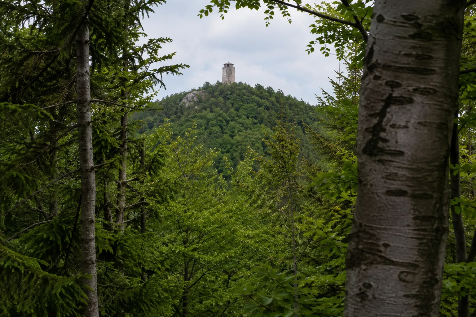 Valtenberg: dicht bewaldete höchste Kuppe mit Aussichtsturm