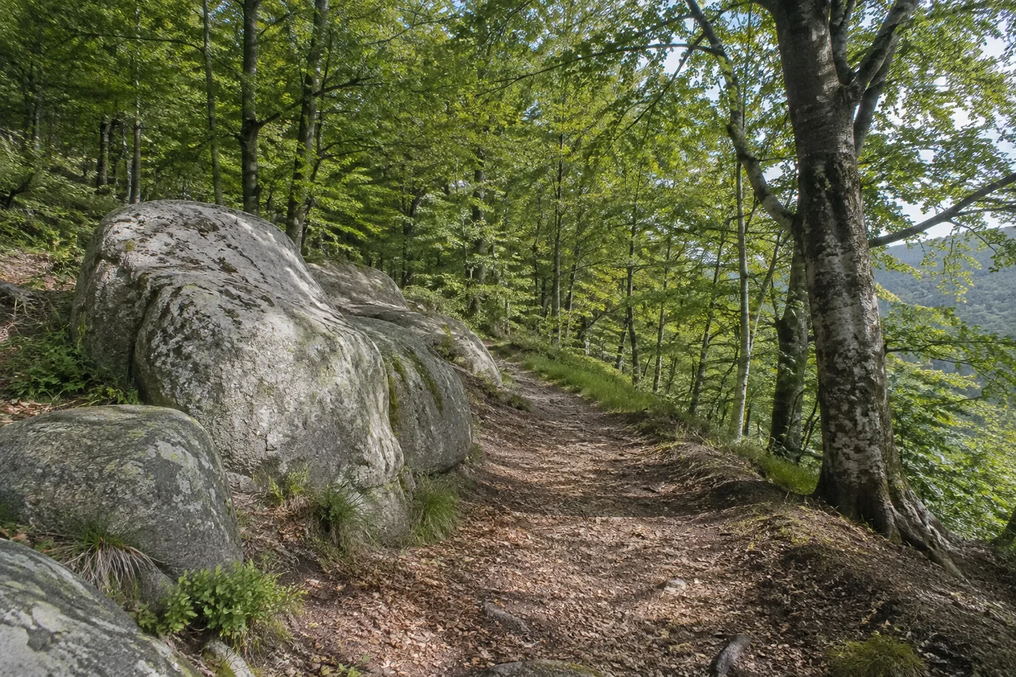 Naturnaher Buchenwald am Felsbergrand bei Beedenkirchen mit einzelnen großen rundlichen grauen Granitblöcken neben dem Weg.