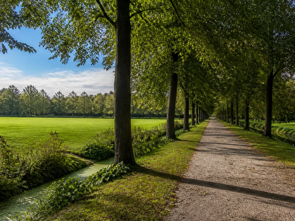 Leer (Ostfriesland): Weite englische Parkwiese mit alten Laubbäumen und gerader Allee, Blick vom bestehenden Parkweg ohne Schlossdetail