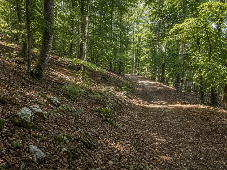 Buchwald bei Entenberg: Breiter Pfad im Buchenwald oberhalb Entenbergs, mäßig geneigter Albtrauf mit Laubstreu und einzelnen Kalksteinen.