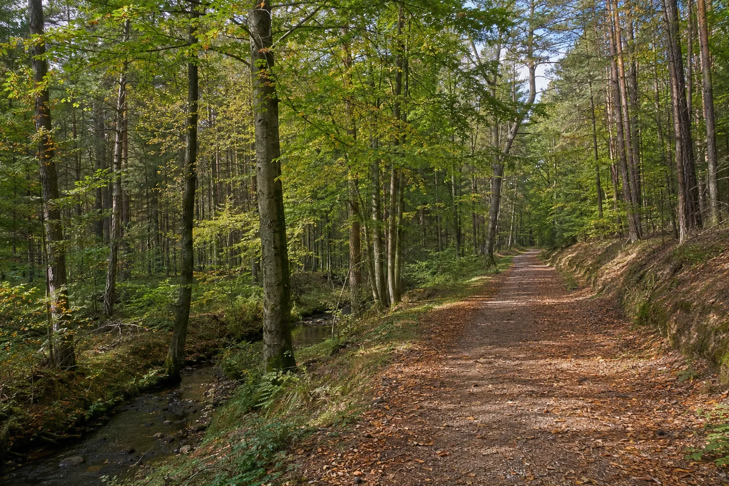 Laub- und Kiefernmischwald auf der niedrigen Hochfläche bei Carlsberg, breiter Waldweg.