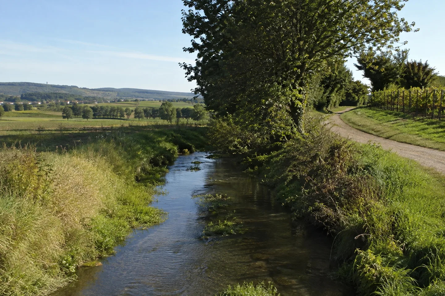 Wiesen am kleinen Eckbach bei Dirmstein zwischen Feldern und Weinbau, flache Ebene.