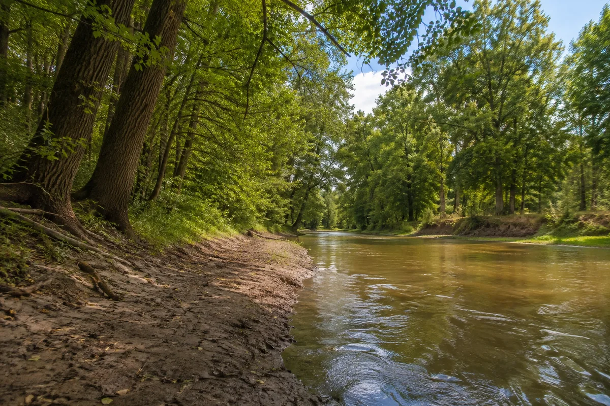 Südlicher Leipziger Auwald: Pleiße mit lehmigen Ufern und altem Laubwald