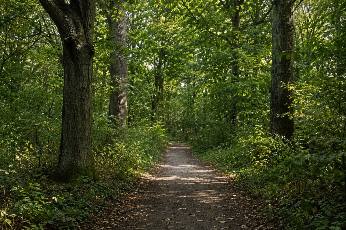 Burgaue: geschlossener Hartholzauwald mit kräftigen Laubstämmen, dichtem Unterwuchs und ebenem Erdweg