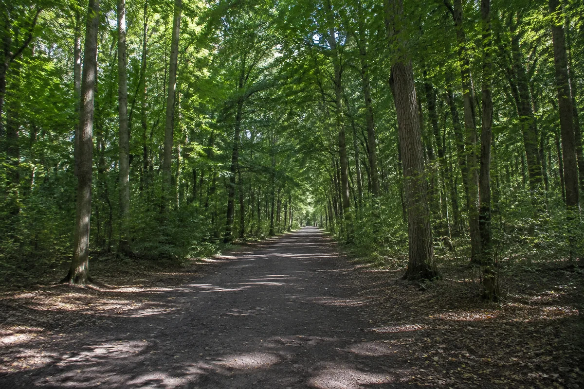 Nonnenholz: breiter schattiger Weg durch städtischen Laubauwald, keine Hügel oder Nadelwaldkulisse