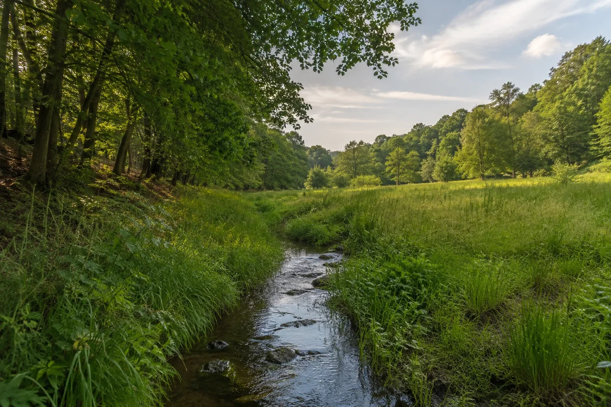 Schanzenbachtal: kleiner Bach, feuchte Wiese und Laubwaldsaum in sanftem Tal