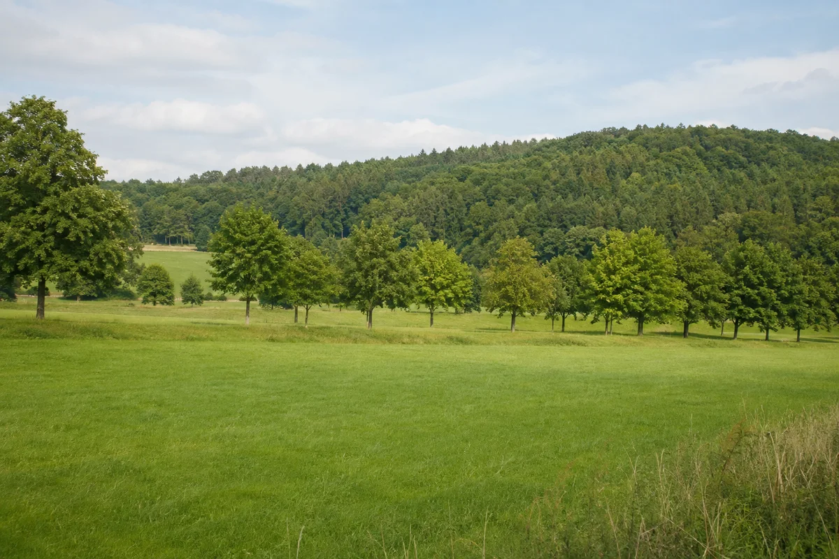 Klosterbuch: flache grüne Muldenwiesen mit Baumreihen vor bewaldeten Hängen, keine erfundene Klosterarchitektur
