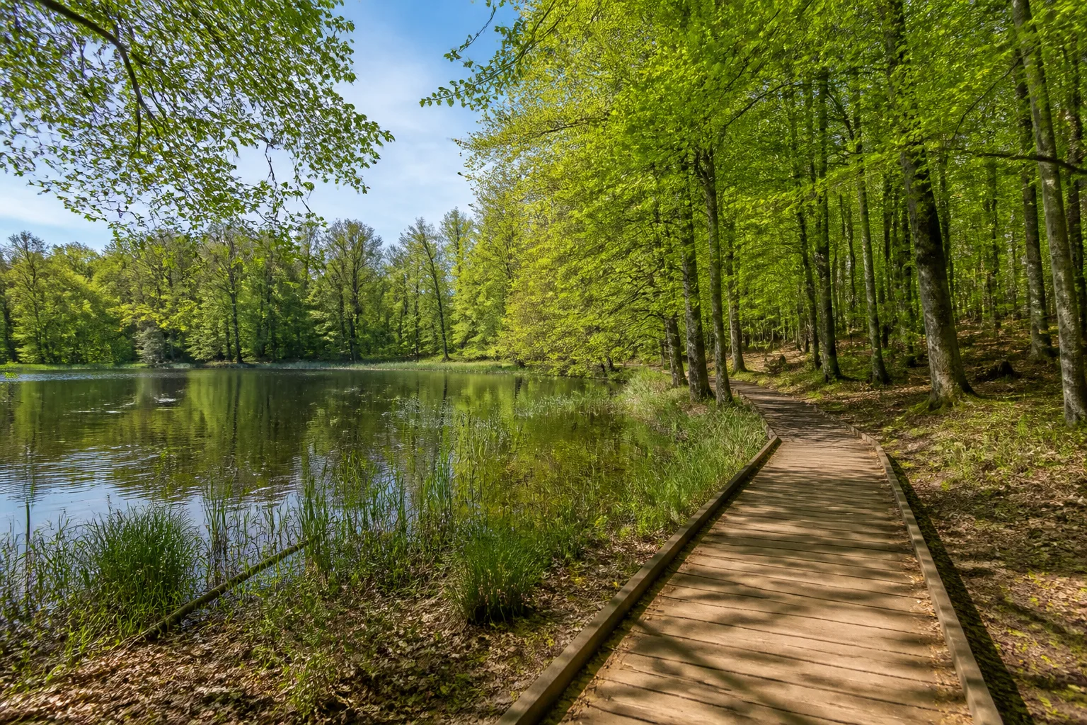 Lemgo: Waldteich im Lemgoer Stadtwald
