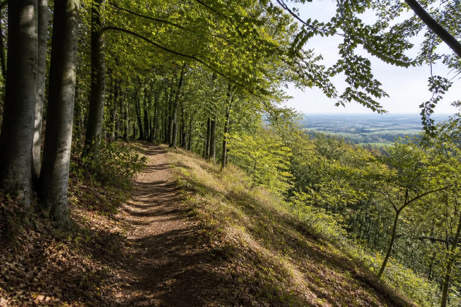 Waldpfad auf dem Teutokamm