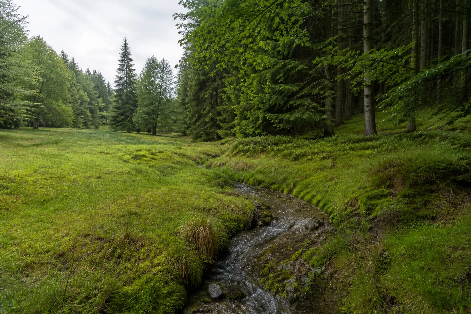 Lennequelle am Astenhang